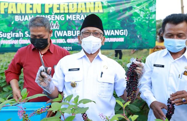 PANEN PERDANA: Wagub Banyuwangi, Sugirah berkesempatan ikut memanen gingseng merah yang sukses dikembangkan petani di Dsn Pandan. Foto/IST/Portalsurabaya.com