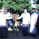 Bupati Gresik Fandi Akhmad Yani sumbang tiga ekor sapi kepada takmir Masjid di Pulau Bawean, Selasa (19/10/2011)./ Foto: Humas Pemkab