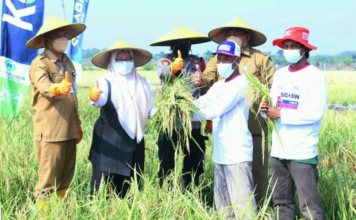Wakil Bupati Gresik Aminatun Habibah (dua dari kiri) saat panen padi di Desa Sukoanyar Kecamatan Cerme, Selasa (5/10/2021)./ Foto: Bram