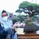 Wakil Bupati Gresik Aminatun Habibah saat melihat bonsai milik salah satu peserta yang di lombakan di kontes Bonsai, Kamis (7/10/2021)./ Foto: Humas Pemkab